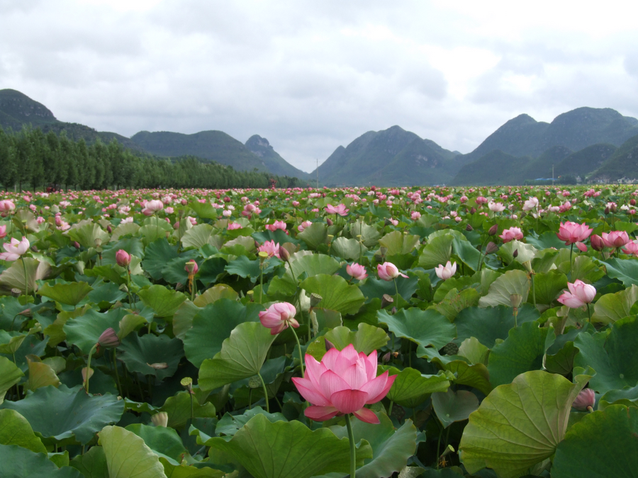 繁花似锦 杨南明摄.jpg